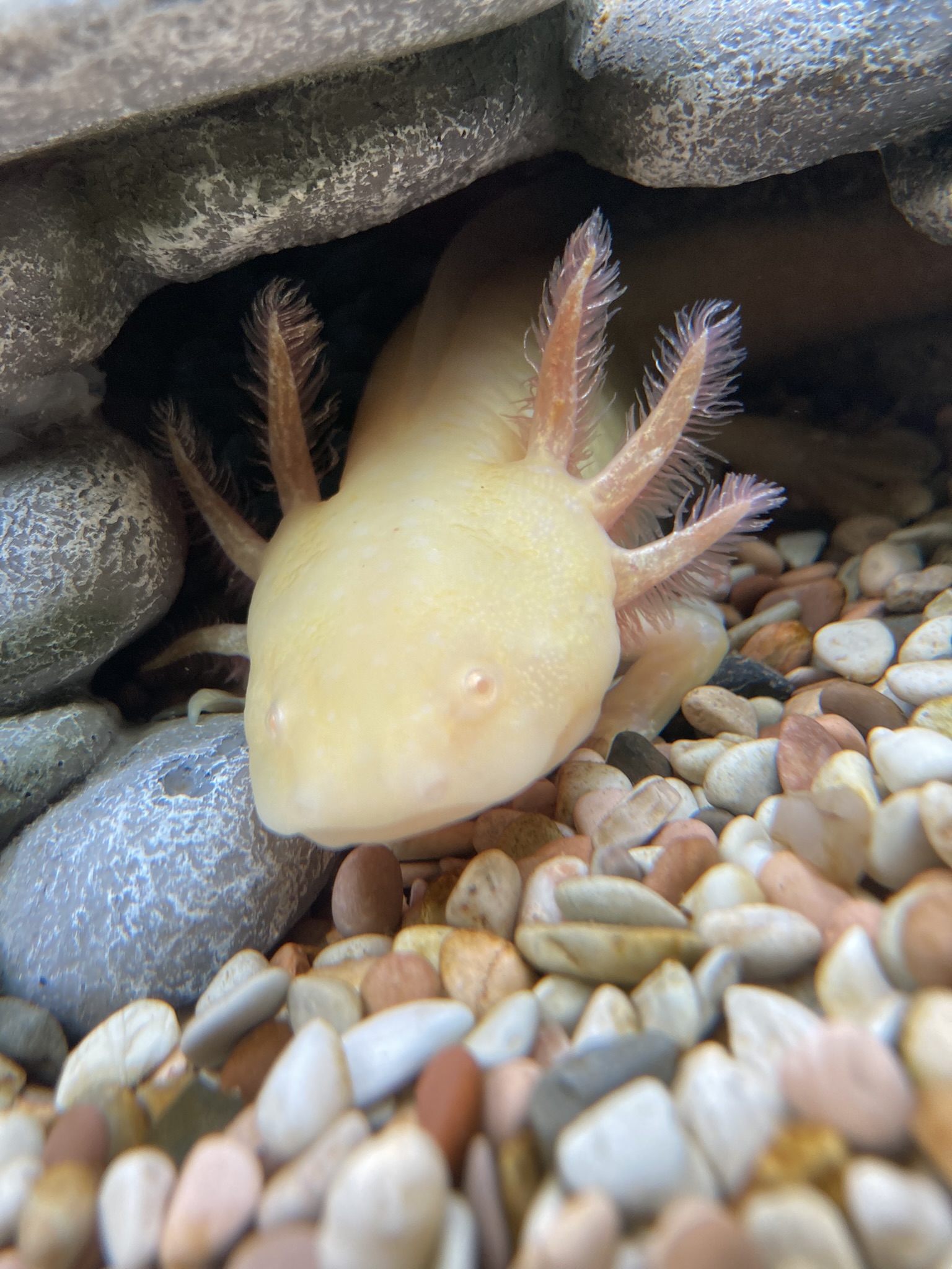 2 Axolotl + Aquarium + komplettes Haltungszubehör suchen neues Zuhause