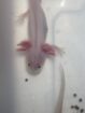 liebevoll aufgezogene axolotl jungtiere