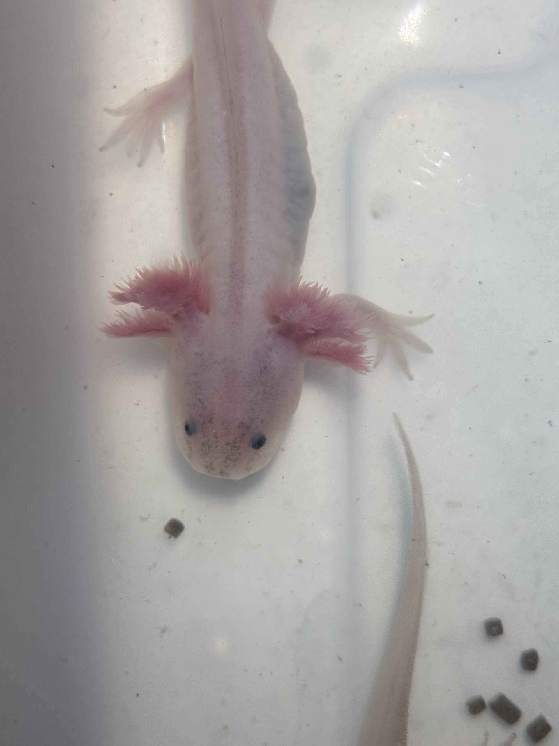 liebevoll aufgezogene axolotl jungtiere
