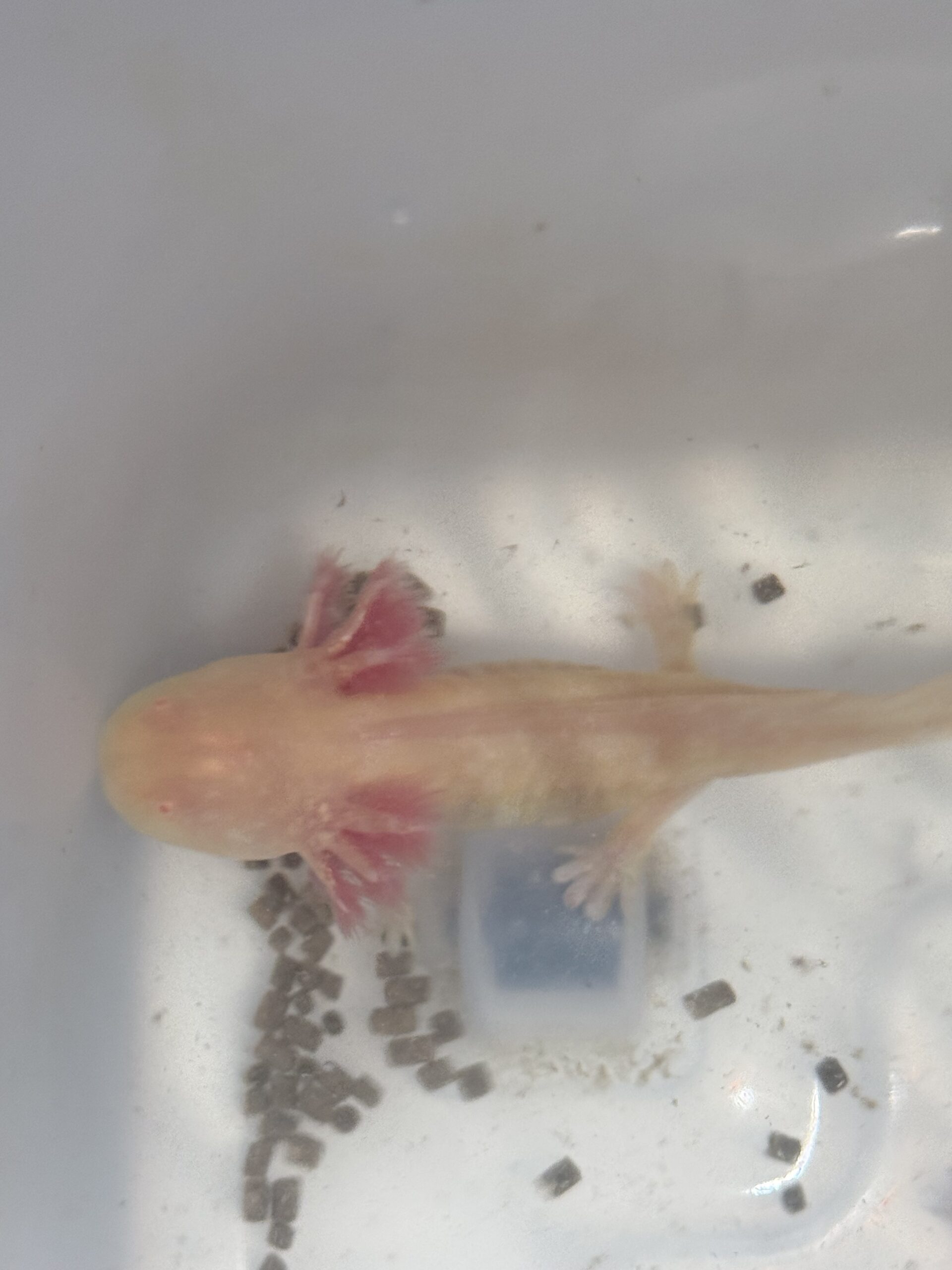 liebevoll aufgezogene axolotl jungtiere
