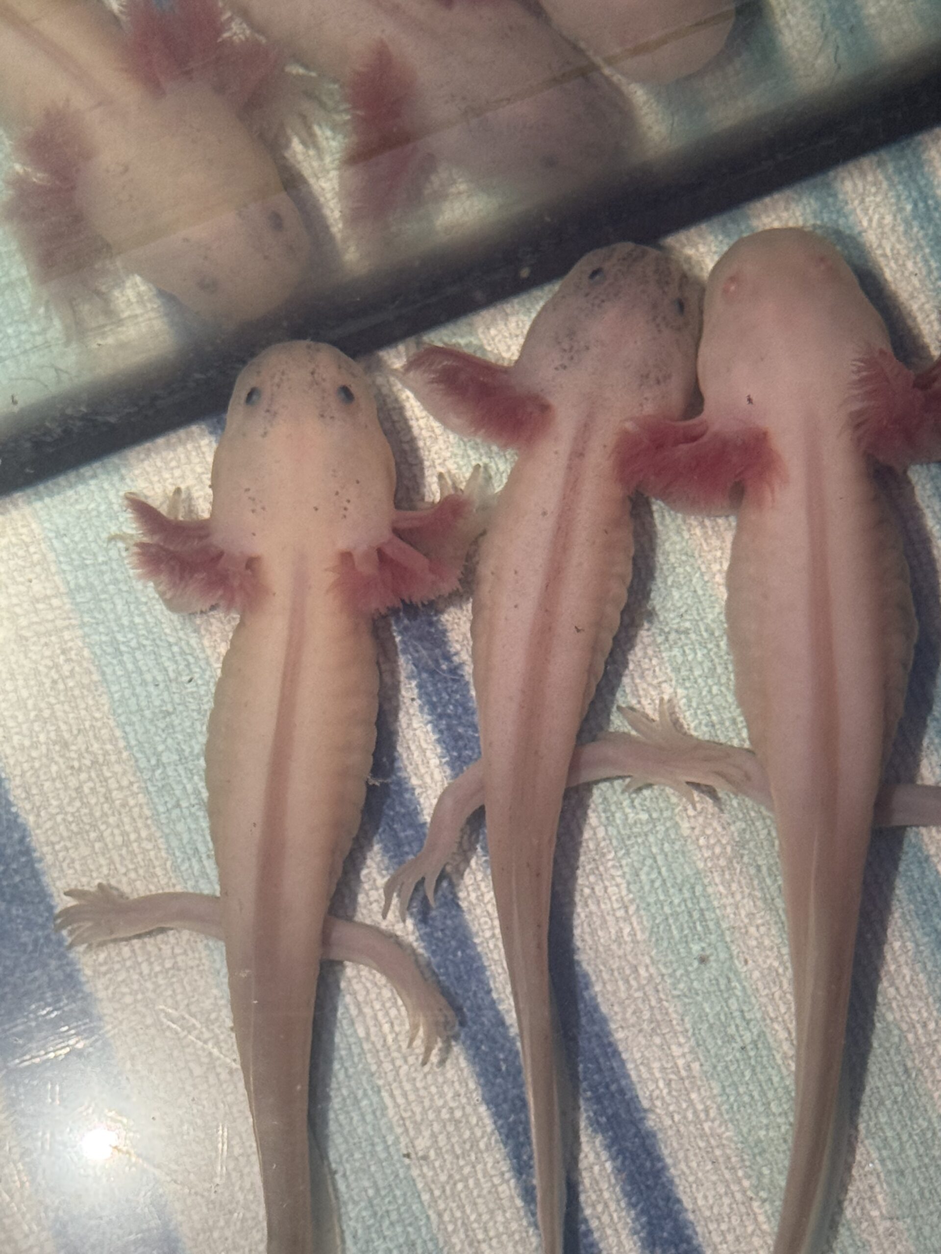 liebevoll aufgezogene axolotl jungtiere