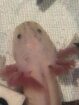 liebevoll aufgezogene axolotl jungtiere