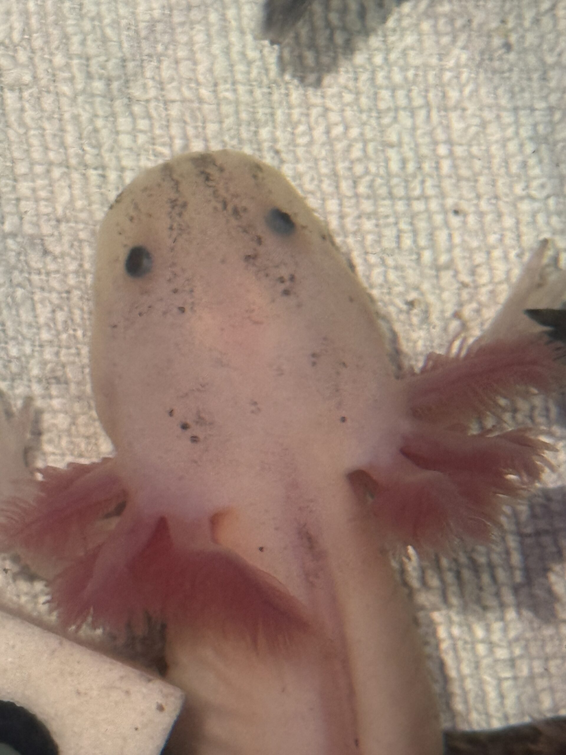 liebevoll aufgezogene axolotl jungtiere