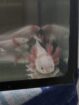 liebevoll aufgezogene axolotl jungtiere