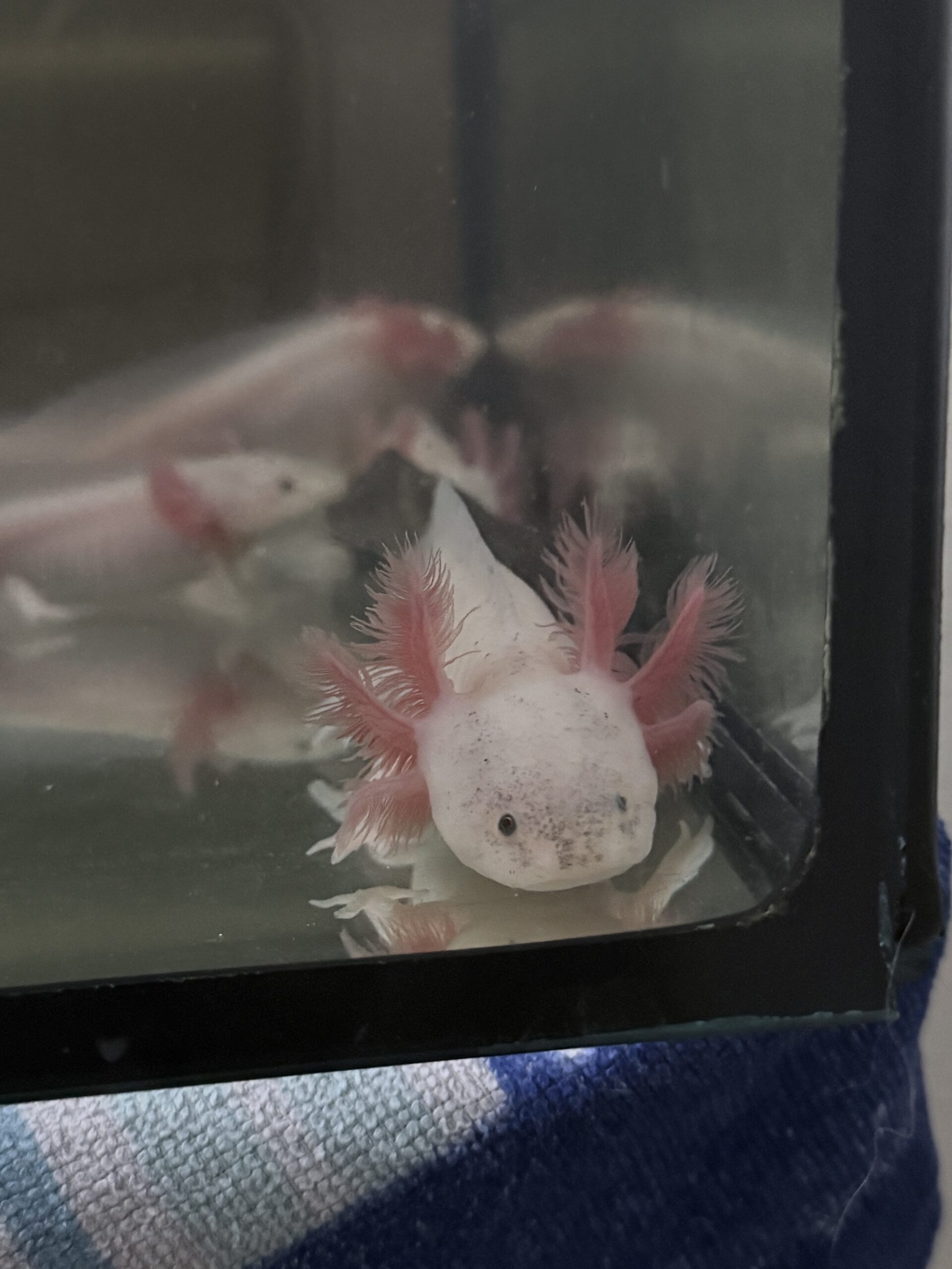 liebevoll aufgezogene axolotl jungtiere