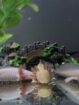 Harlekin/Gold Axolotl Jungtiere