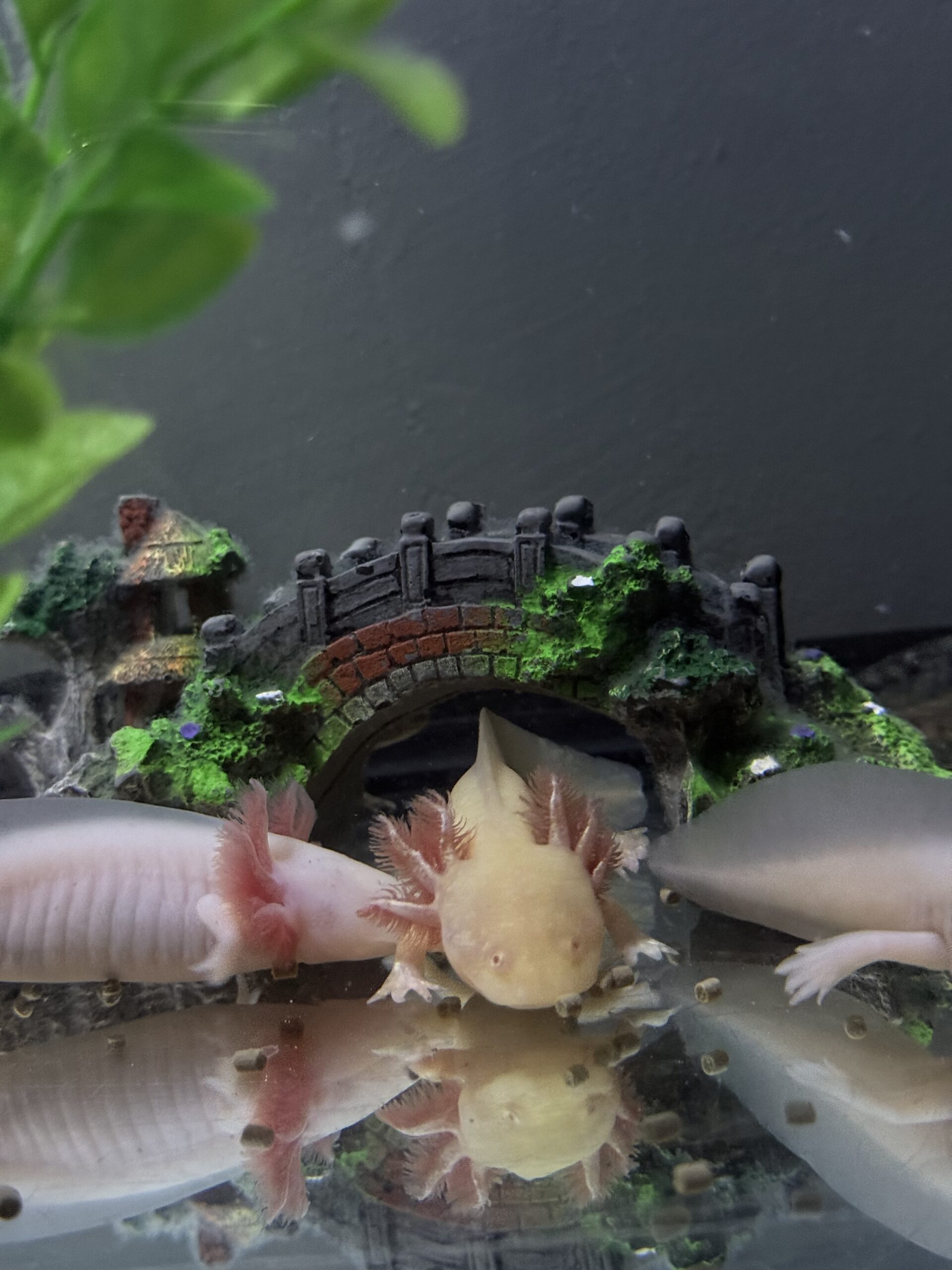 Harlekin/Gold Axolotl Jungtiere