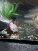 Harlekin/Gold Axolotl Jungtiere