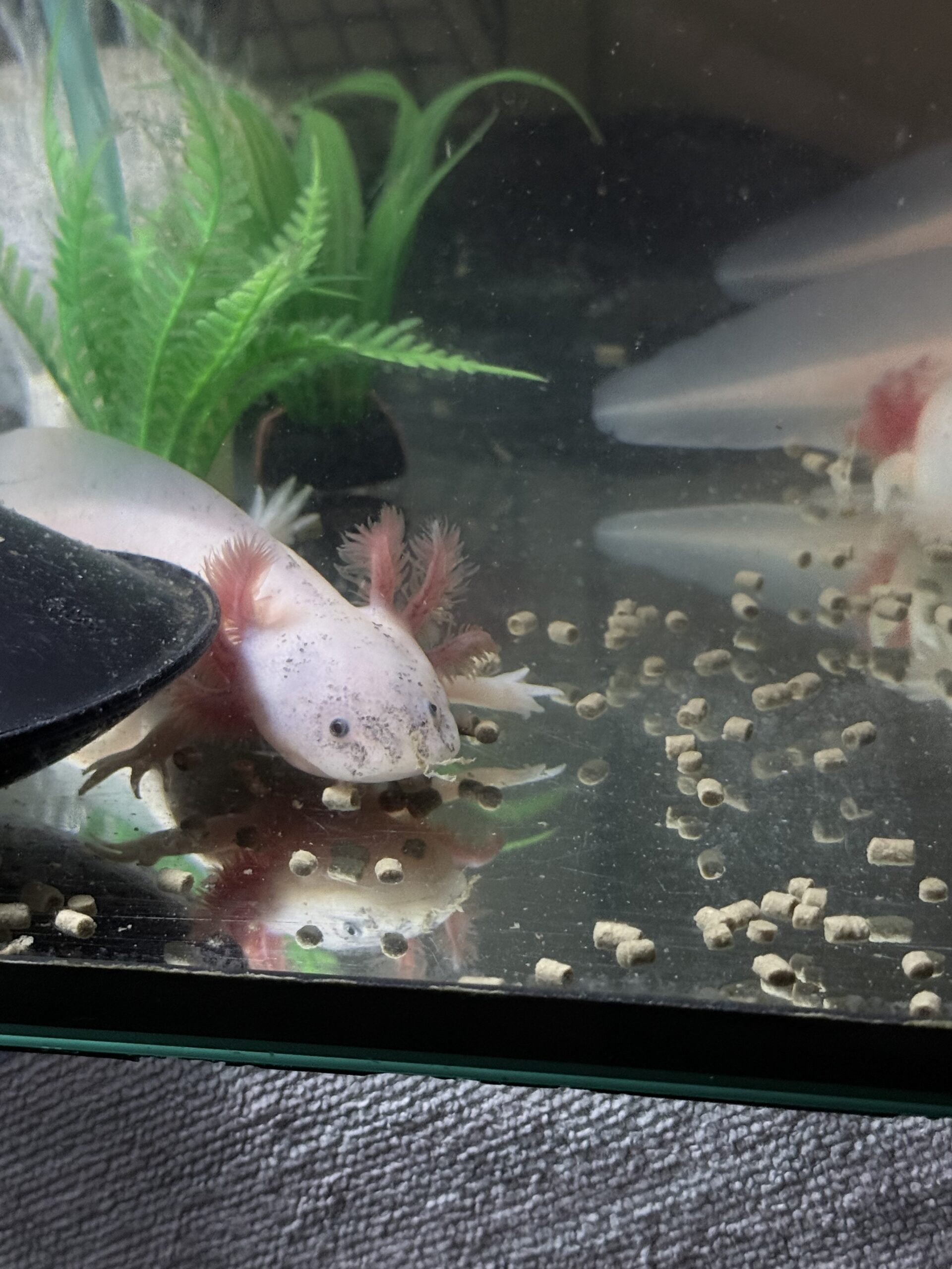 Harlekin/Gold Axolotl Jungtiere