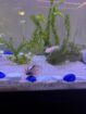 Komplettset Axolotl Aquarium