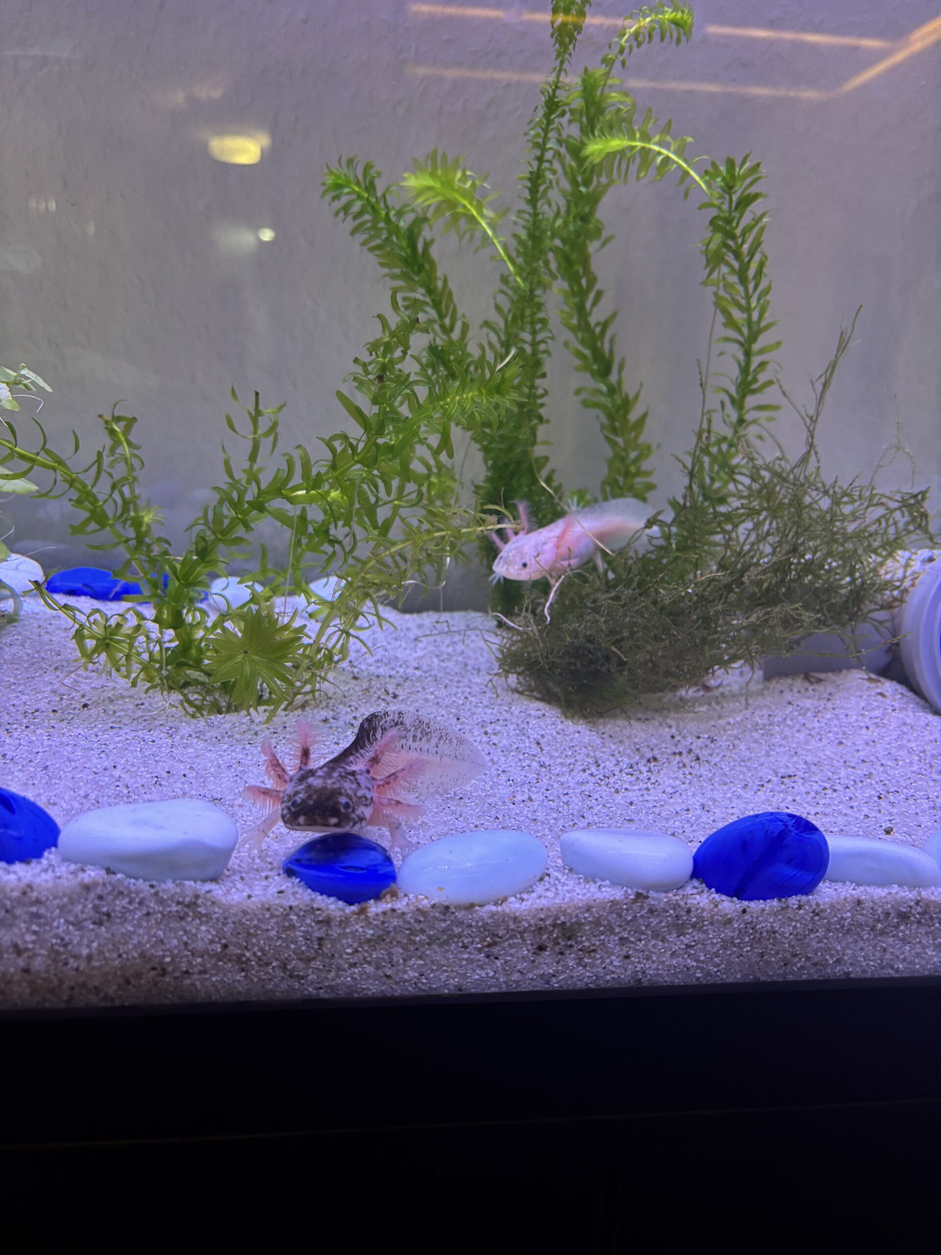Komplettset Axolotl Aquarium