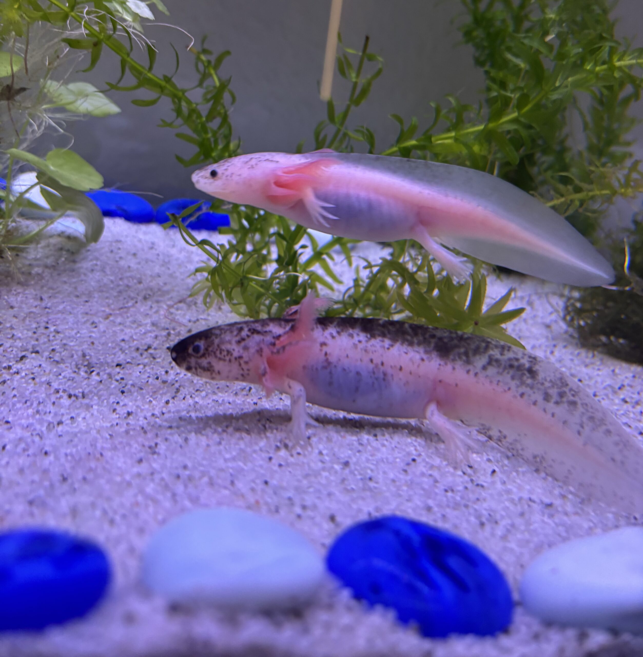 Komplettset Axolotl Aquarium