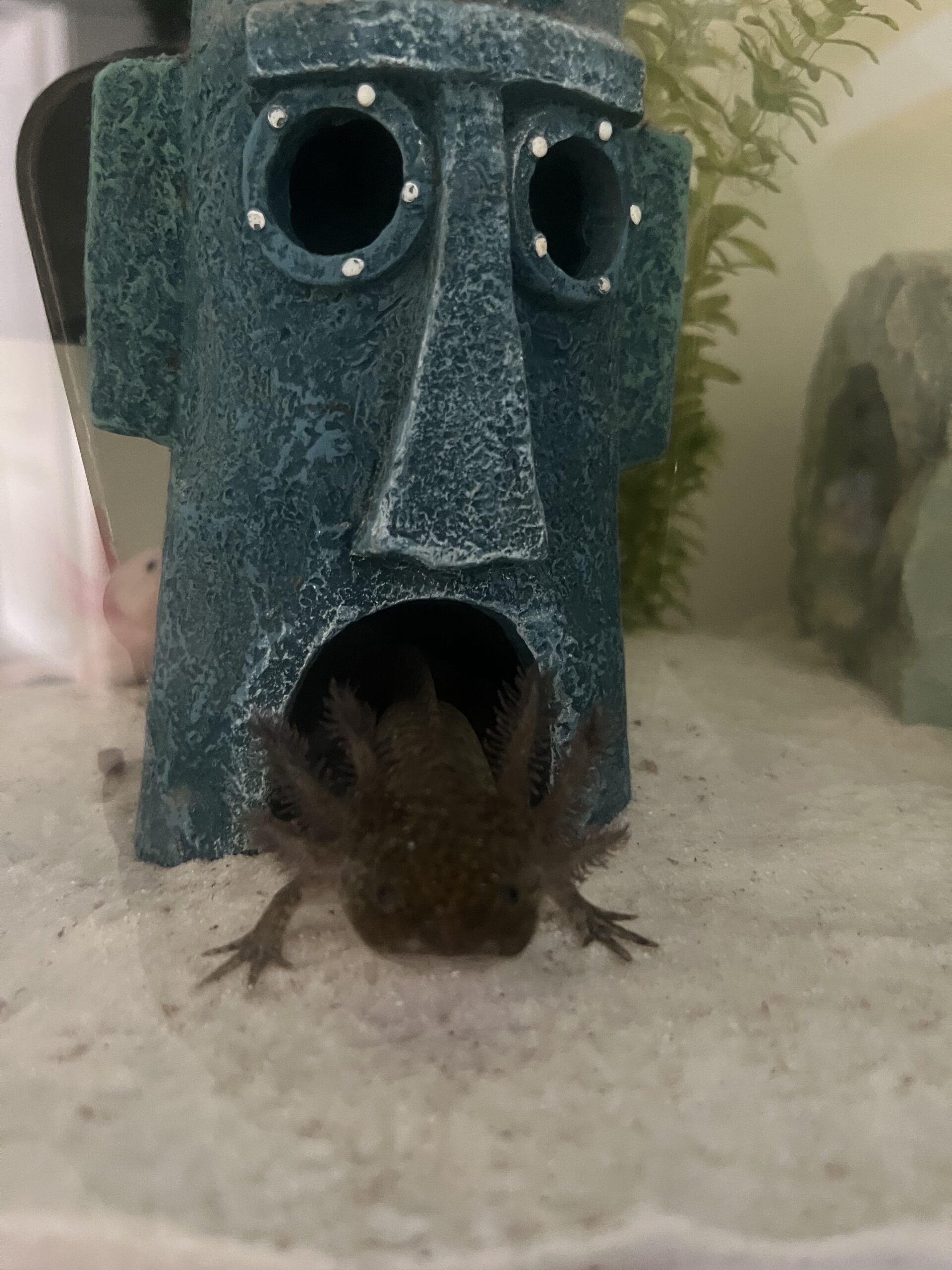 Axolotl