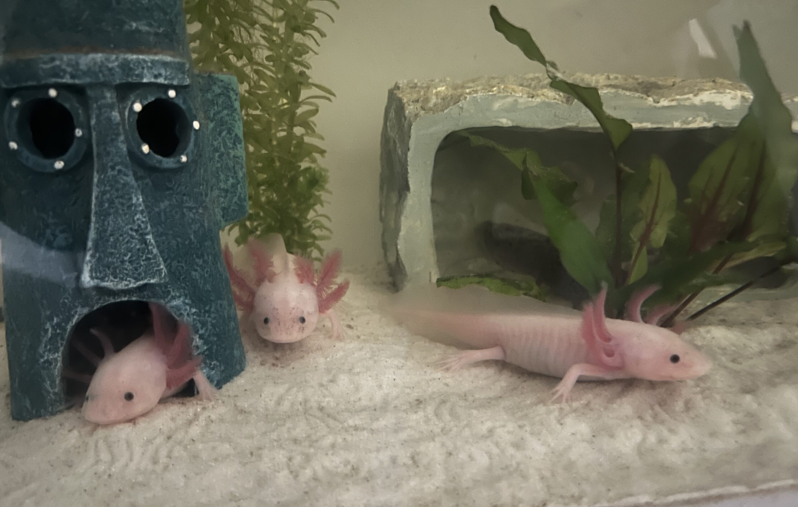 Axolotl