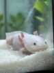 axolotl weibchen