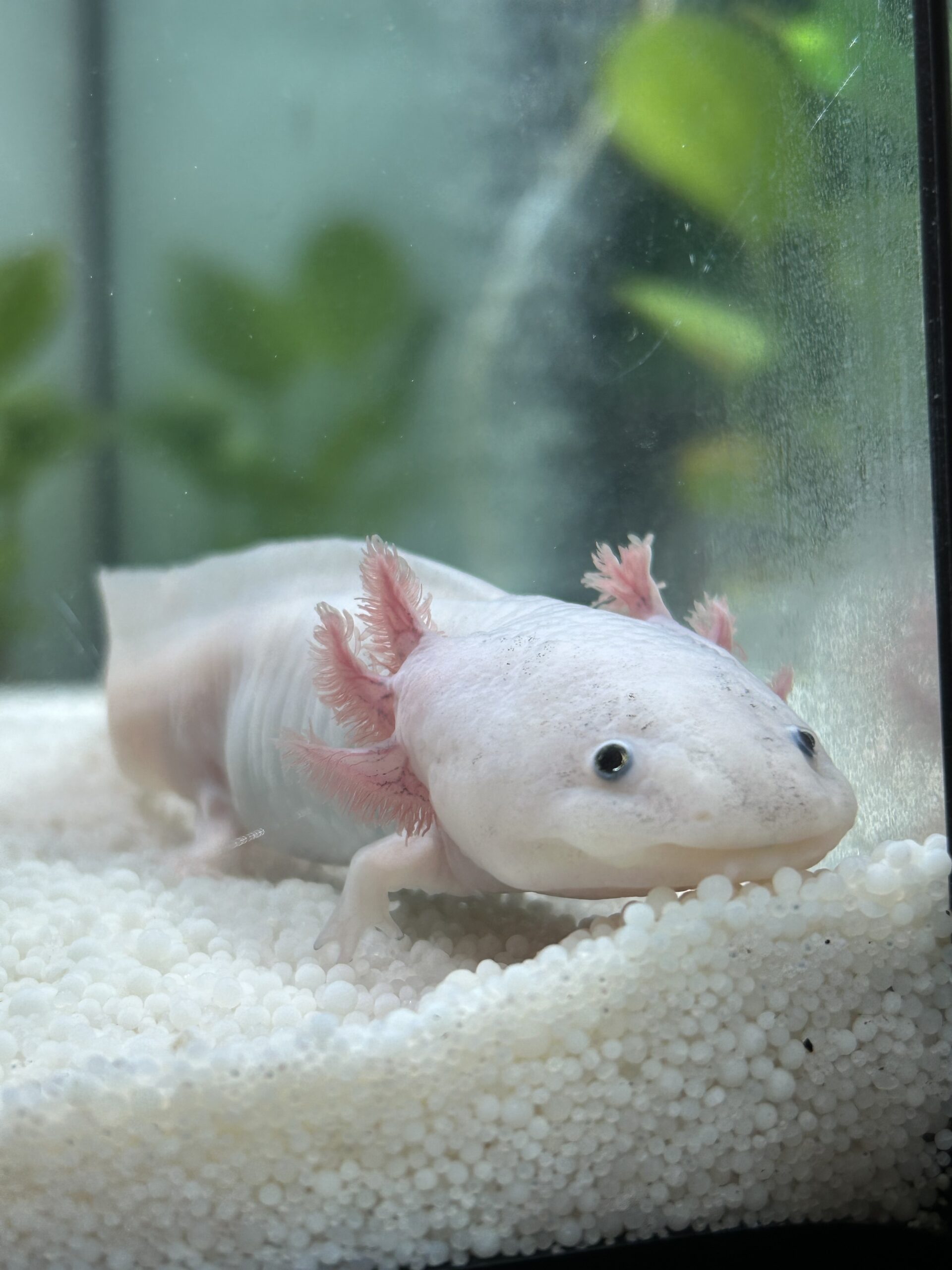 axolotl weibchen