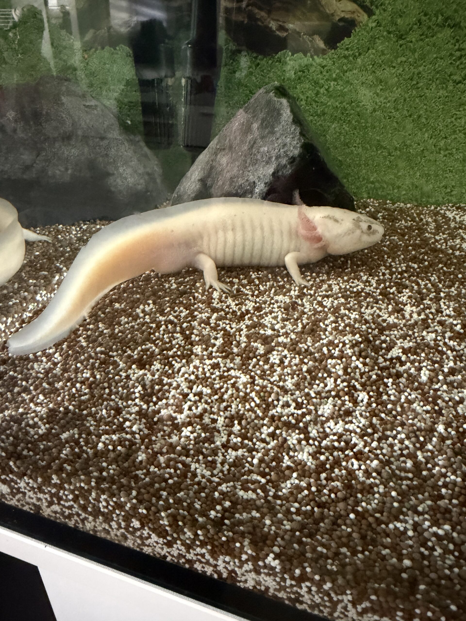 4 Axolotl mit allem