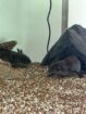 4 Axolotl mit allem