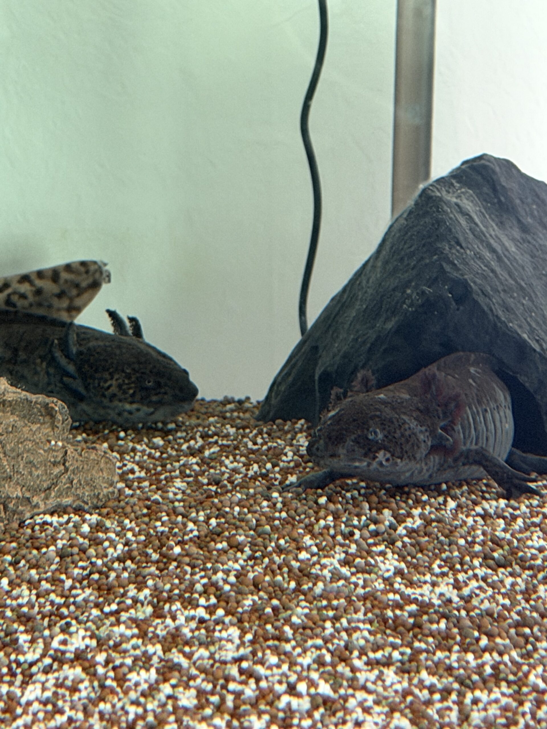 4 Axolotl mit allem