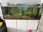 4 Axolotl mit allem