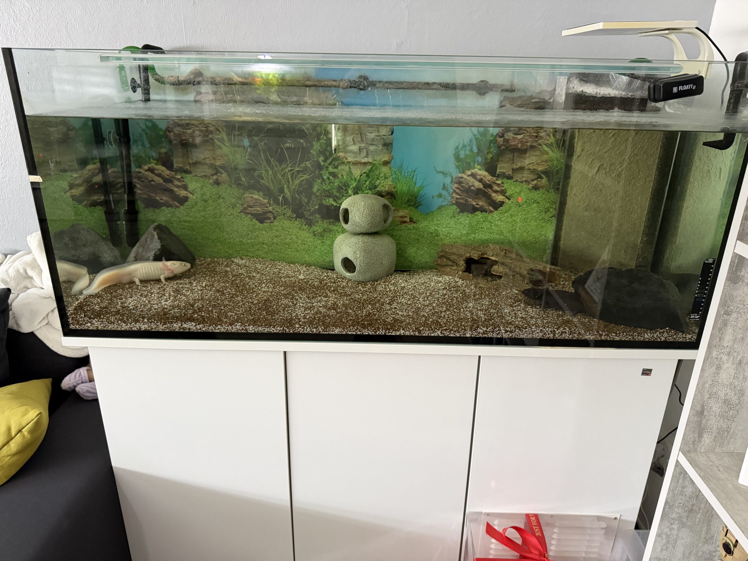 4 Axolotl mit allem