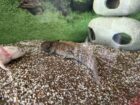 4 Axolotl mit allem