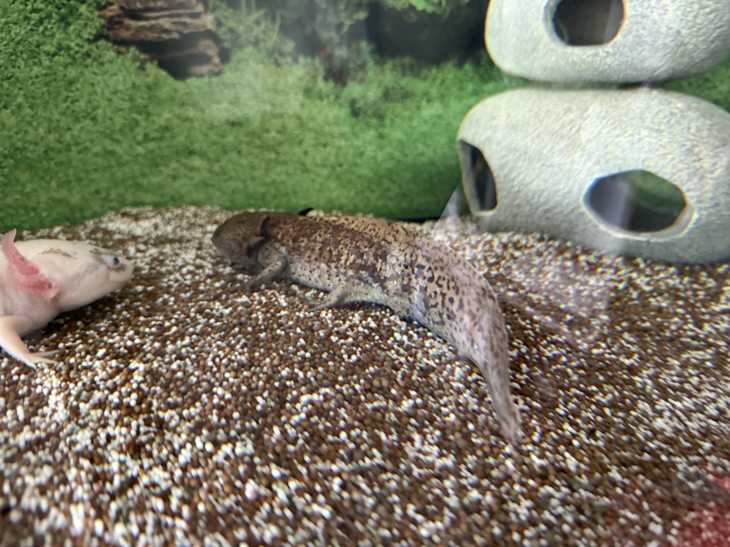 4 Axolotl mit allem