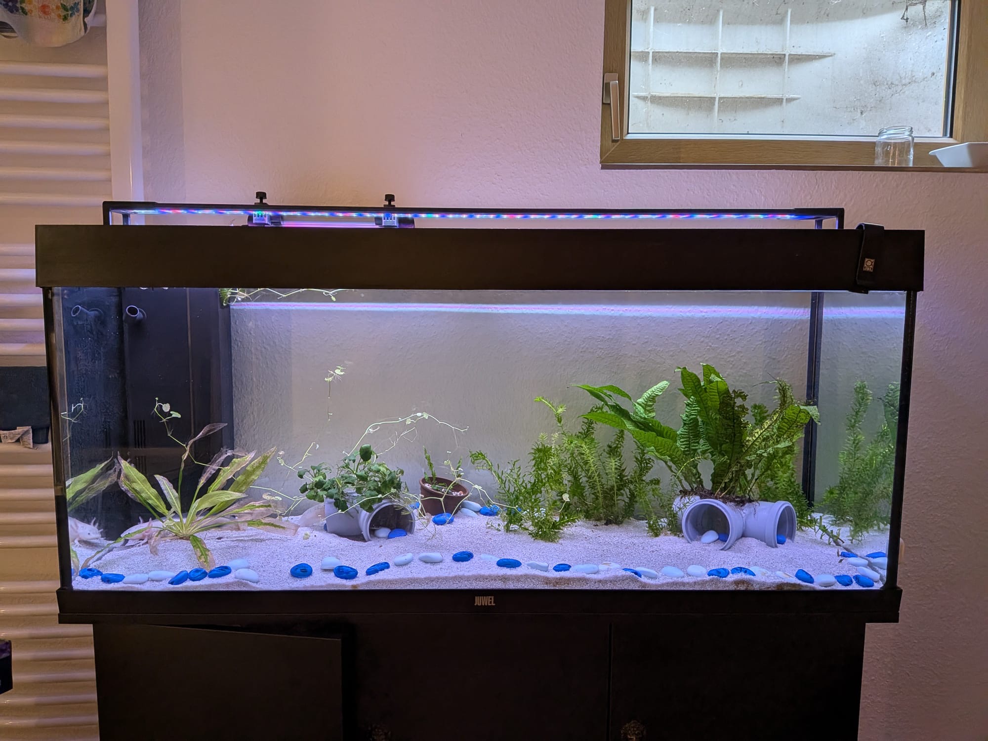 Komplettset Axolotl Aquarium