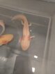 Axolotl aus eigener Nachzucht abzugeben