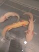 Axolotl aus eigener Nachzucht abzugeben