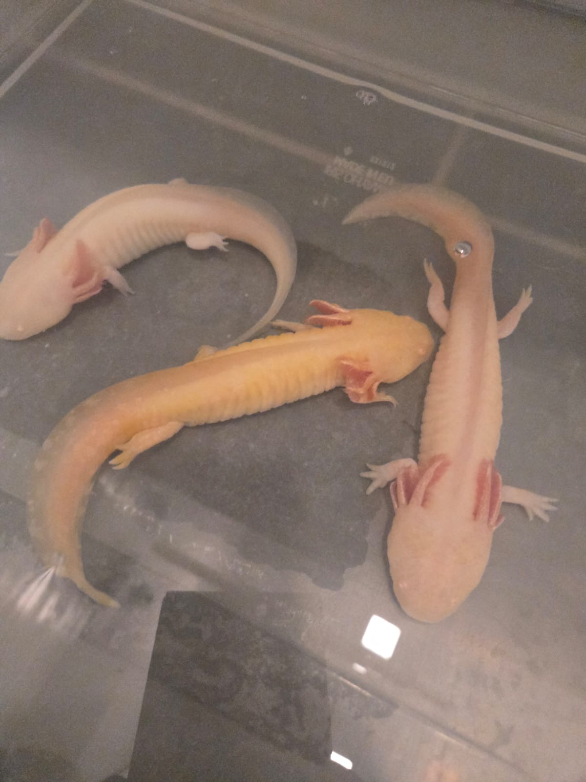 Axolotl aus eigener Nachzucht abzugeben
