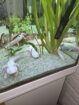 5 Axolotl abzugeben