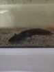 6 Axolotl kinder