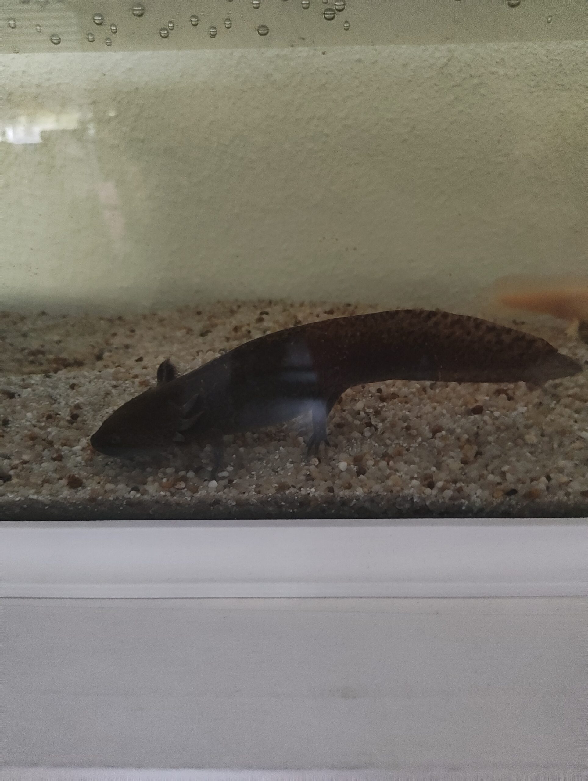 6 Axolotl kinder
