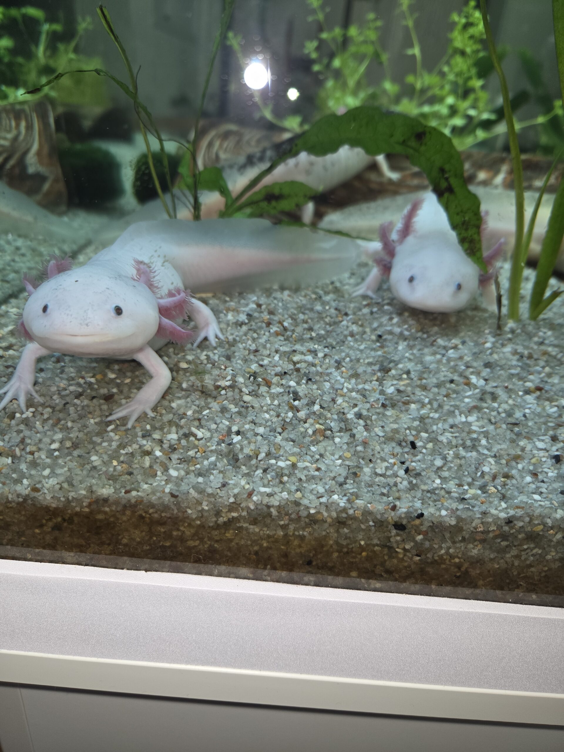 5 Axolotl abzugeben