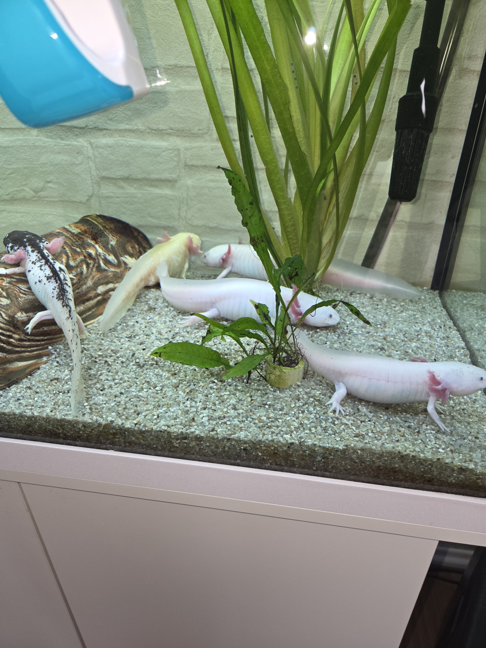 5 Axolotl abzugeben