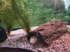 3 erwachsene Axolotl
