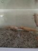 6 Axolotl kinder