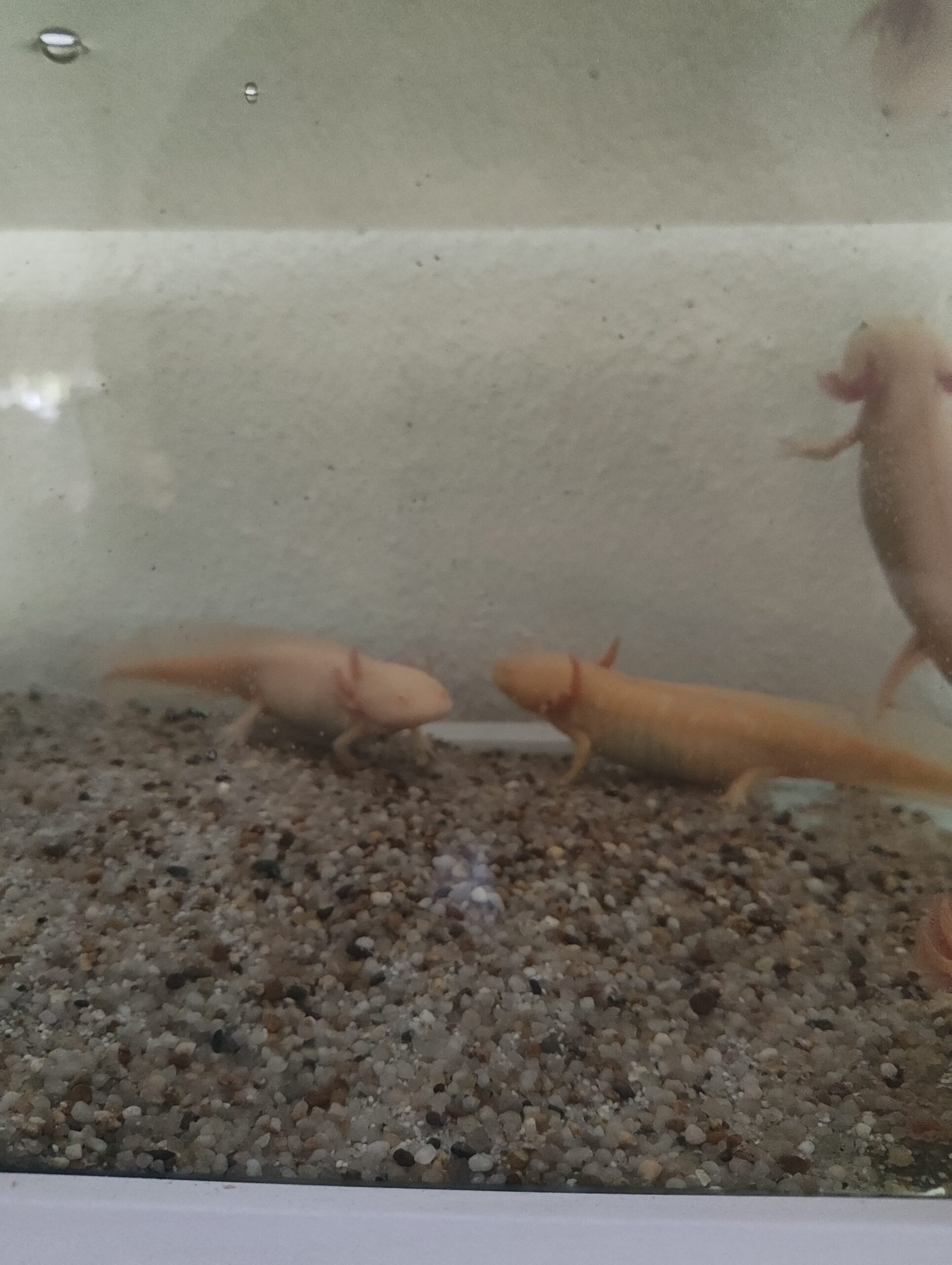 6 Axolotl kinder