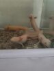 6 Axolotl kinder