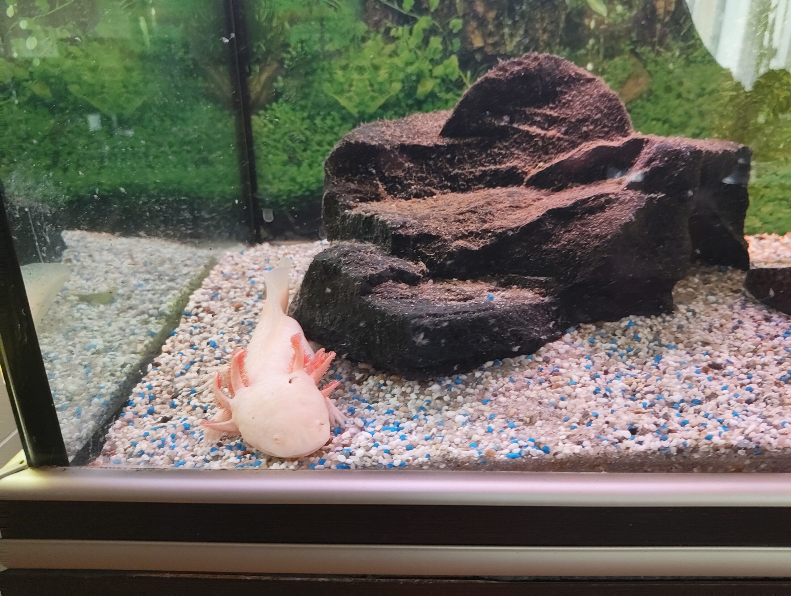 3 erwachsene Axolotl