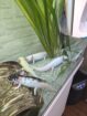 5 Axolotl abzugeben