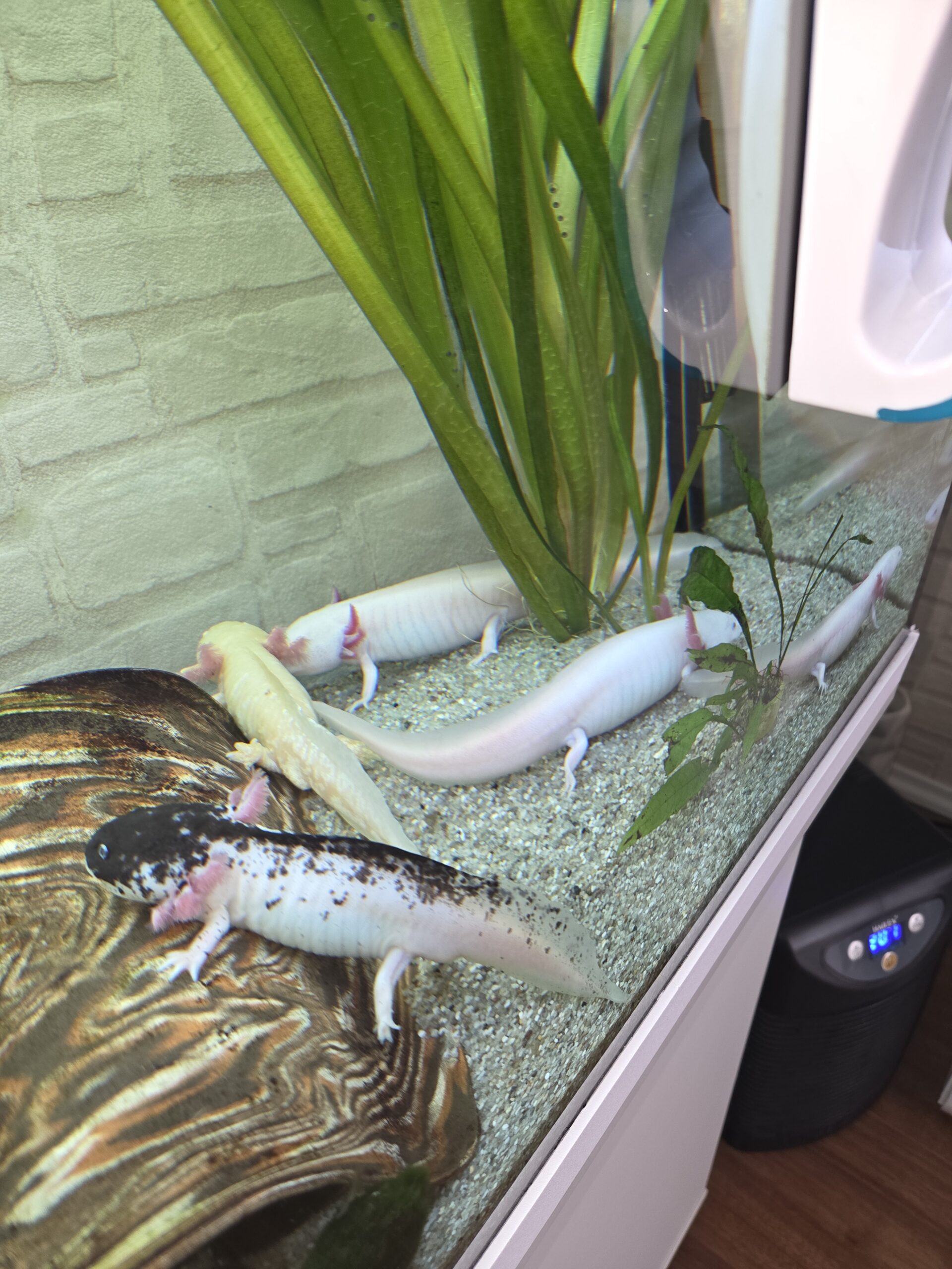 5 Axolotl abzugeben