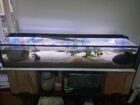 Aquarium mit 3x Axolotl und Zubehör Futter Einrichtung