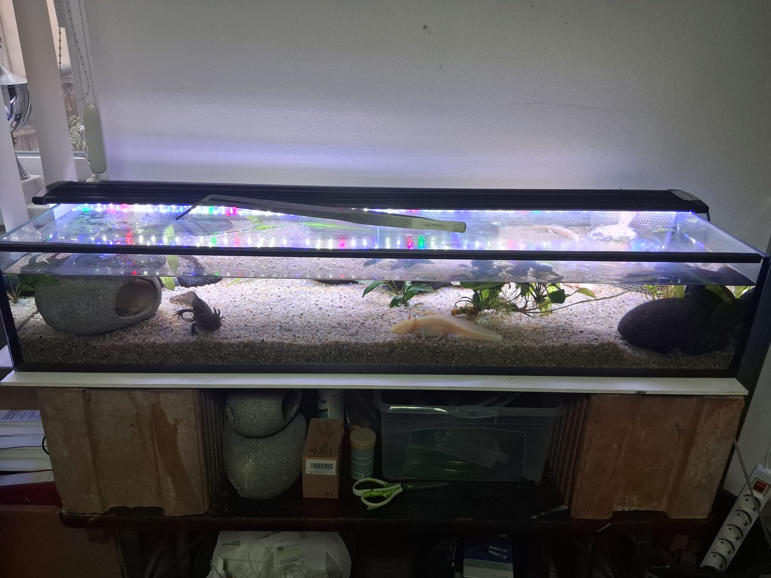 Aquarium mit 3x Axolotl und Zubehör Futter Einrichtung