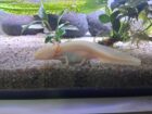 Aquarium mit 3x Axolotl und Zubehör Futter Einrichtung