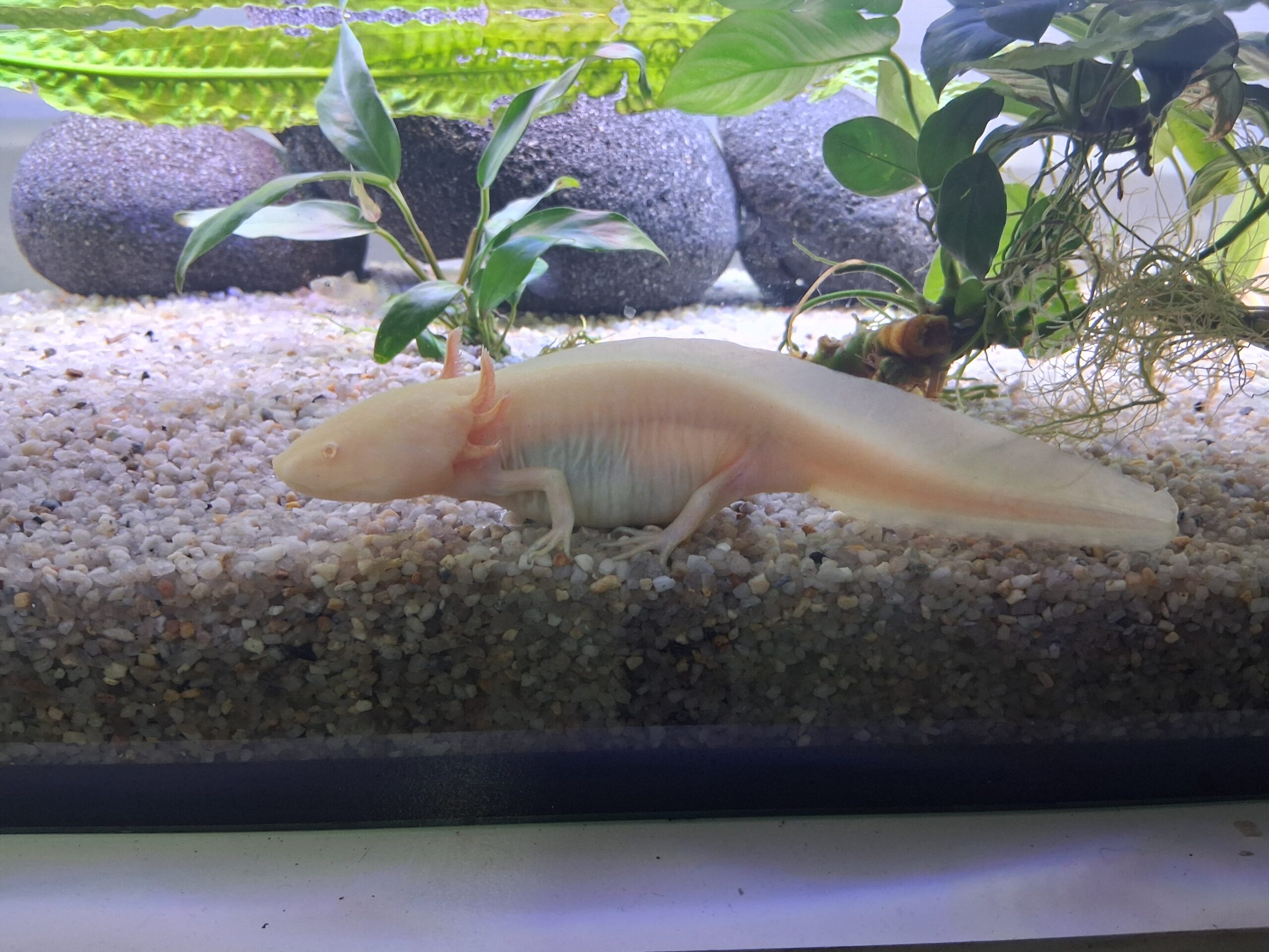 Aquarium mit 3x Axolotl und Zubehör Futter Einrichtung