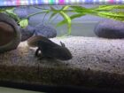 Aquarium mit 3x Axolotl und Zubehör Futter Einrichtung