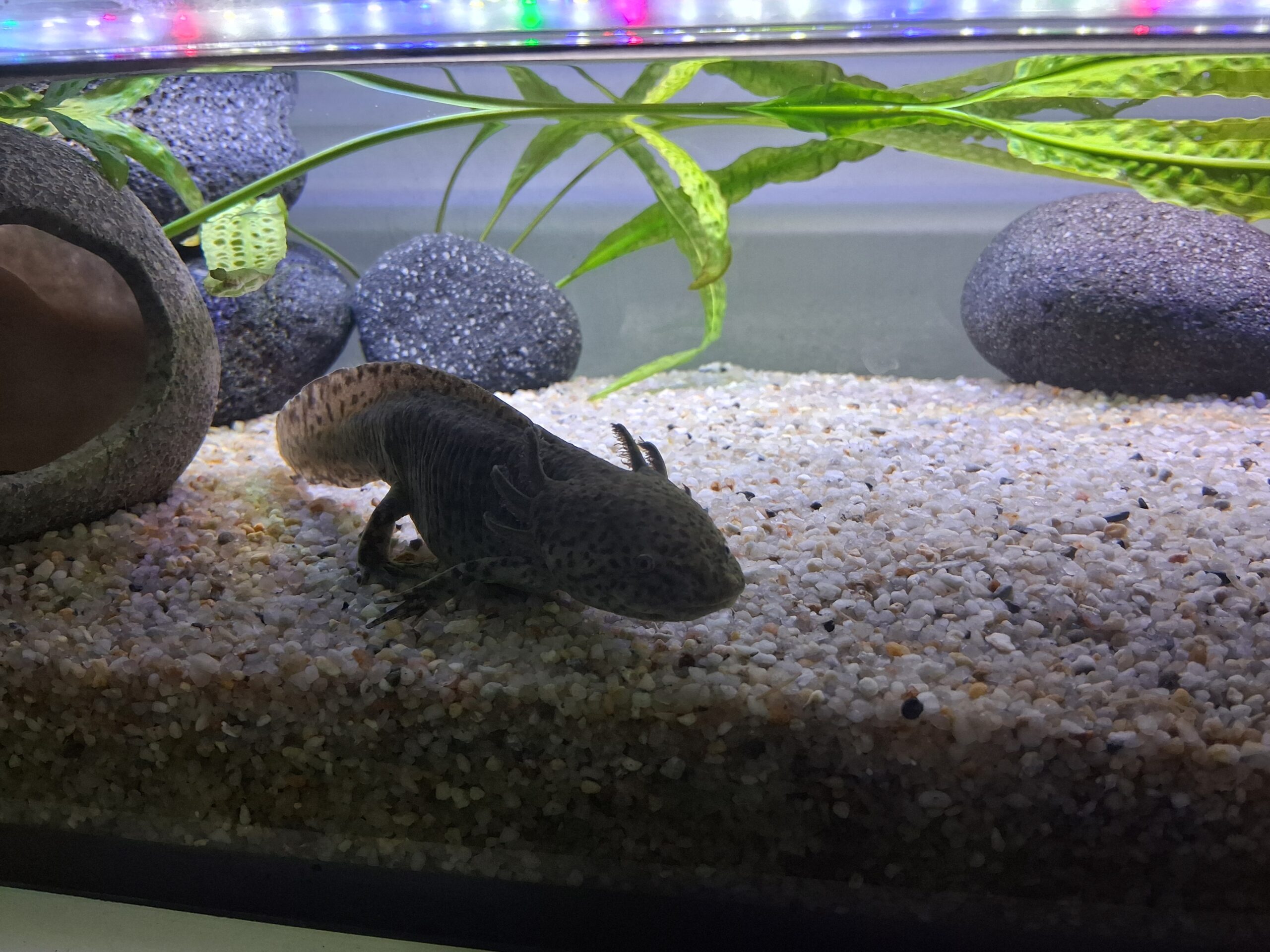Aquarium mit 3x Axolotl und Zubehör Futter Einrichtung