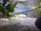 Aquarium mit 3x Axolotl und Zubehör Futter Einrichtung